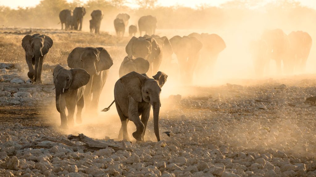 En Namibie, en Afrique, un troupeau d'éléphants se baladent sur un sol rocheux.